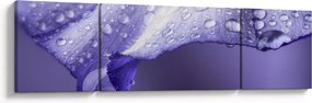 Obraz - Płatek z kroplami (170x50 cm)