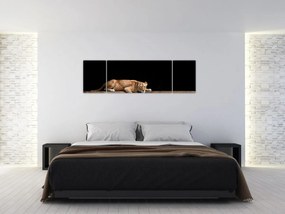 Obraz - Lwica (170x50 cm)