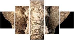 Obraz - Słoń afrykański (125x70 cm)