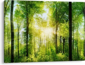Obraz - Świt w lesie (70x50 cm)