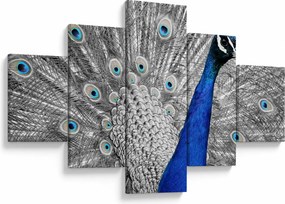 Obraz - niebieski paw (125x70 cm)