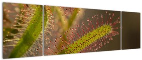 Obraz rośliny (170x50 cm)