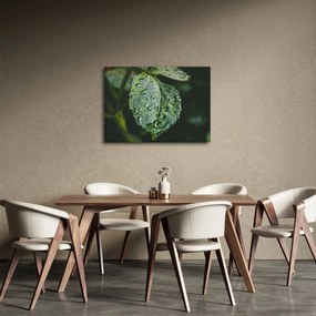 Obraz - krople na liściu (70x50 cm)