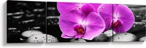 Obraz - Fioletowe orchidee (170x50 cm)