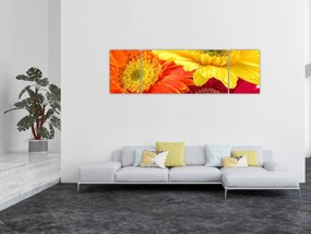 Obraz - Kwiaty Gerbery (170x50 cm)