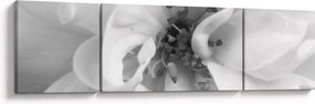 Obraz - Kwiat, czarno - biały (170x50 cm)