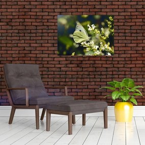 Obraz na szkle motyla (70x50 cm)