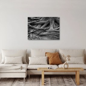 Obraz - Korzenie drzewa (70x50 cm)