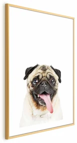 Plakat Mops 60x90 cm z ramą złotą z marginesem ARTGEIST B