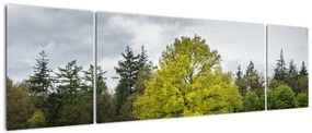 Obraz zielonego drzewa na środku pola (170x50 cm)