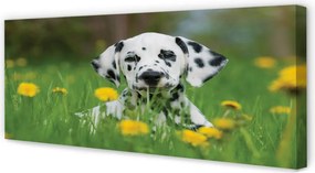 Obraz drukowany na płótnie Pies na Łące