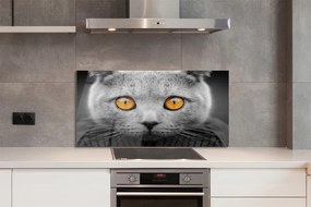 Panel Szklany Dostojny Szary Kot Brytyjski