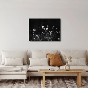 Obraz na szkle - Łąka z trawą bawełnianą N⁰1 (70x50 cm)
