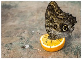 Obraz na szkle - motyl (70x50 cm)
