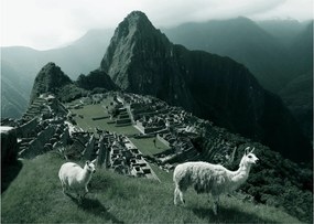 Obraz na szkle - Lamy w Machu Picchu w Peru (70x50 cm)