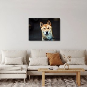 Obraz na szkle psa (70x50 cm)