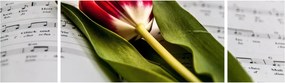 Obraz czerwonego tulipana (170x50 cm)