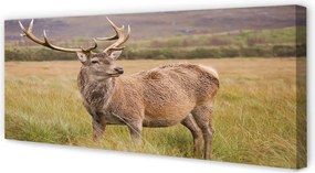 Zdjęcie na płótnie Samotny Jeleń na Polu