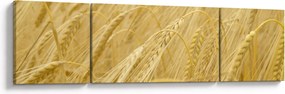 Obraz - Jęczmień (170x50 cm)