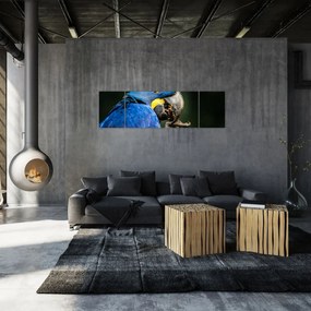 Obraz papugi (170x50 cm)