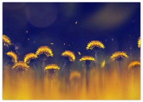 Obraz na szkle - Dmuchawce (70x50 cm)