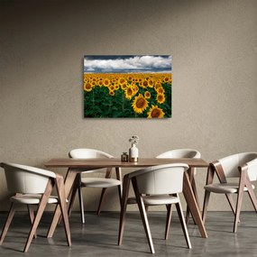 Obraz na szkle - pole słoneczników (70x50 cm)