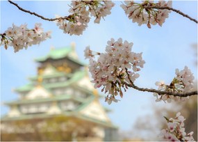 Obraz na szkle - Sakura (70x50 cm)