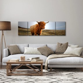 Obraz szkockiej krowy (170x50 cm)