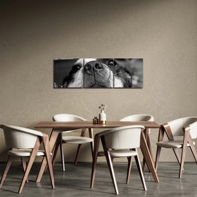 Obraz psa (z zegarem) (90x30 cm)