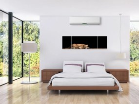 Obraz - Lwica (170x50 cm)