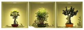 Zestaw 3 naklejek 3D Ambiance Bonsai Trees On Spot