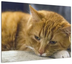 Obraz na szkle - kot (70x50 cm)
