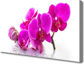 Zdjęcie na płótnie Kolorowe Bratki w Ogrodzie