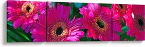Obraz - kwiaty (170x50 cm)
