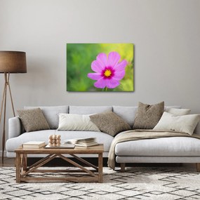 Obraz - polny kwiat (70x50 cm)