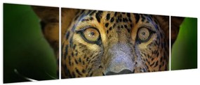 Obraz - Portret lamparta, Sri Lanka (170x50 cm)