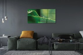 Obraz akrylowy Krople trawa makro