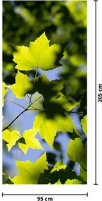 Fototapeta na drzwi - Liście klonu (95x205cm)