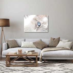 Obraz na szkle - Kot z niebieskimi oczami (70x50 cm)