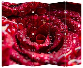 Parawan - Czerwony kwiat róży (210x170 cm)