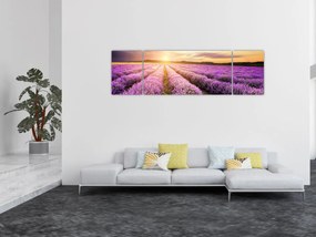 Obraz - Wschód słońca na polu lawendy (170x50 cm)