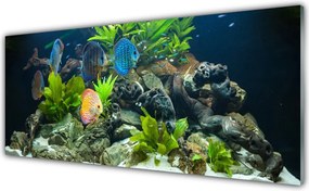 Panel Szklany do Kuchni Egzotyczne Ryby w Akwarium