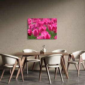 Obraz na szkle - Różowe tulipany (70x50 cm)