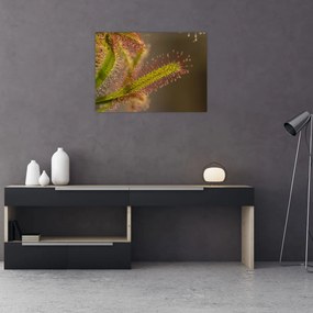 Obraz na szkle - roślina (70x50 cm)