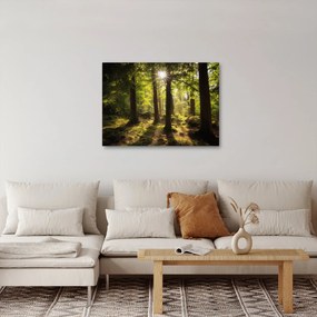 Obraz sennego lasu (70x50 cm)