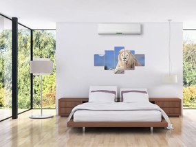 Obraz - Biały lew (125x70 cm)