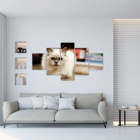 Obraz białego kota (125x70 cm)