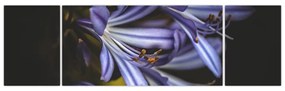 Obraz - Lilia (170x50 cm)