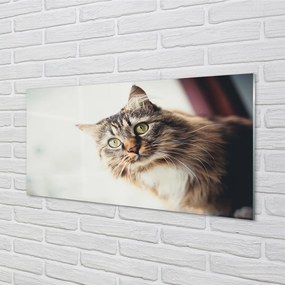 Panel Szklany Kot maine coon