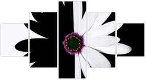 Obraz czarno - białego kwiatu (125x70 cm)